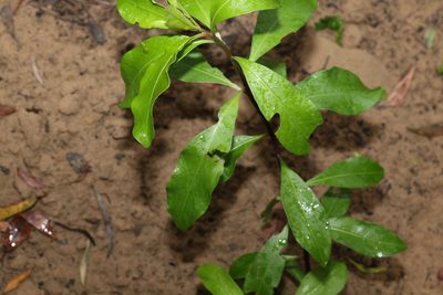 Duboisia myoporoides, photographed by Greg Tasney