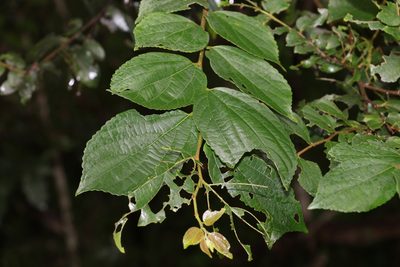 Celtis sinensis, photographed by Greg Tasney