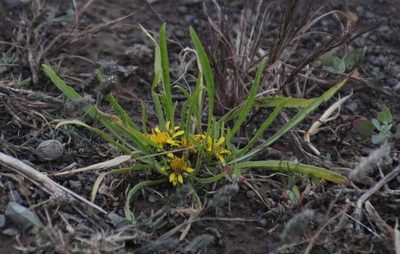 Geigeria ornativa, photographed by Tony Rebelo