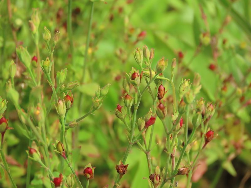 Hypericum japonicum, photographed by chiuluan