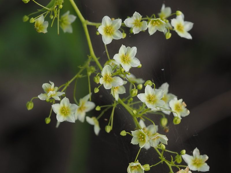 Neoalsomitra clavigera, photographed by 葉子