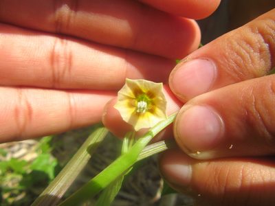 Physalis angulata, photographed by Paolo Co