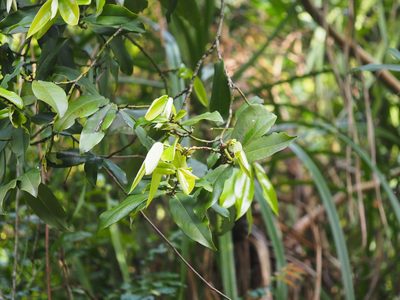 Diospyros blancoi, photographed by 葉子