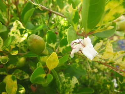 Volkameria inermis, photographed by Paolo Co