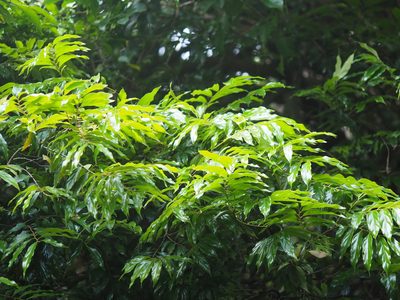 Diospyros eriantha, photographed by 葉子