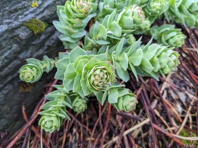 Rhodiola rosea, photographed by Charlotte Kirchner