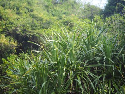 Pandanus odorifer, photographed by 葉子
