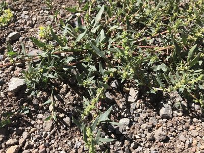 Blitum nuttallianum, photographed by Leah Gardner