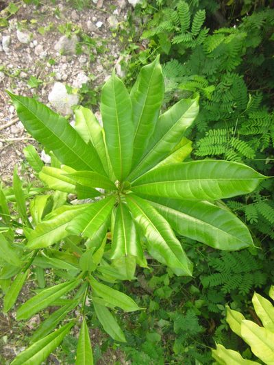 Alstonia macrophylla, photographed by Paolo Co