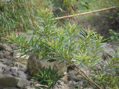 Homonoia riparia, photographed by 葉子