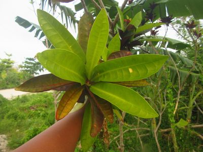 Codiaeum variegatum, photographed by Paolo Co