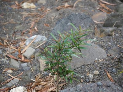 Homonoia riparia, photographed by 葉子