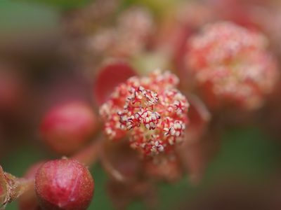 Homonoia riparia, photographed by 葉子