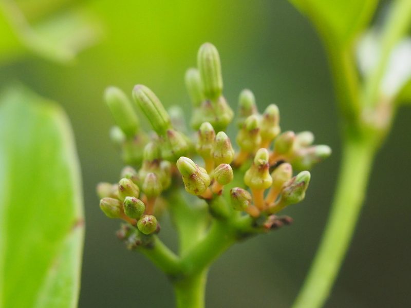 Parsonsia alboflavescens, photographed by 葉子