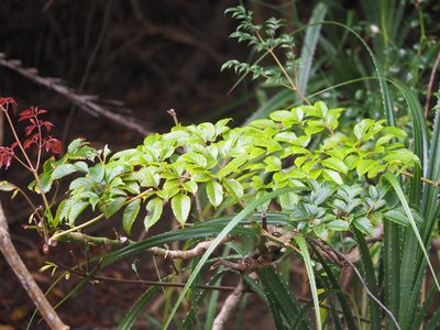 Leea guineensis, photographed by 葉子