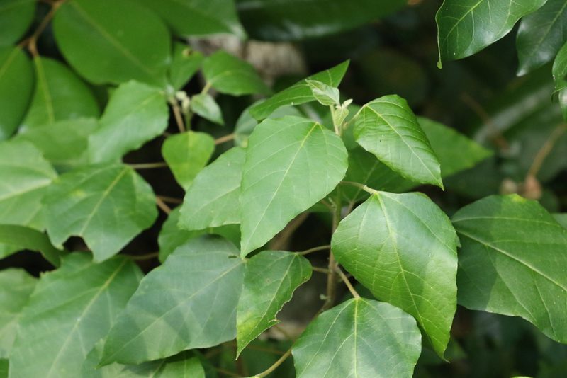 Mallotus discolor, photographed by Greg Tasney