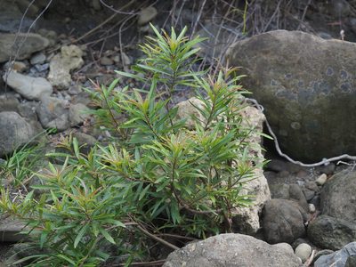 Homonoia riparia, photographed by 葉子