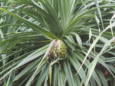 Pandanus odorifer, photographed by 葉子