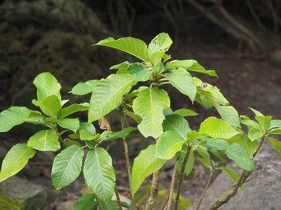 Dendrocnide meyeniana, photographed by 葉子