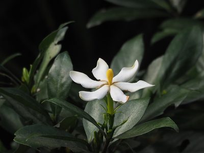 Gardenia jasminoides, photographed by 葉子