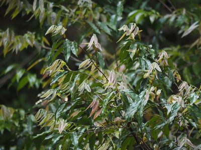 Diospyros eriantha, photographed by 葉子