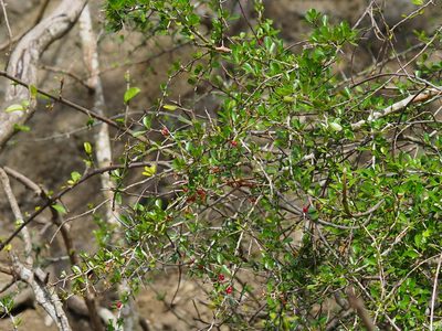 Gymnosporia diversifolia, photographed by 葉子