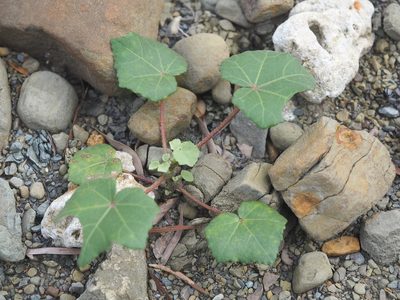 Hibiscus taiwanensis, photographed by 葉子