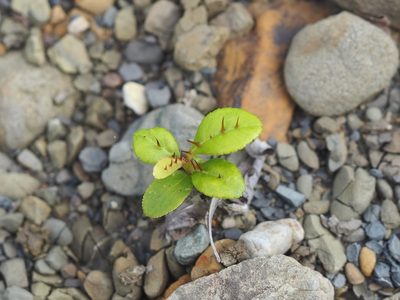 Zanthoxylum nitidum, photographed by 葉子