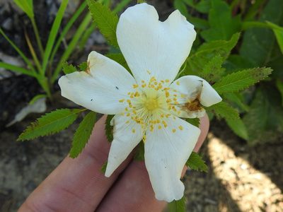 Rosa foliolosa, photographed by Sam Kieschnick