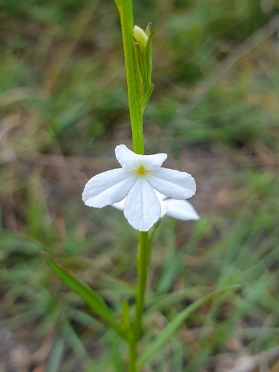 Striga angustifolia, photographed by Aravinth
