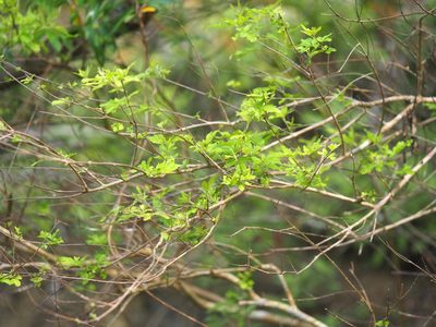 Vitex negundo, photographed by 葉子