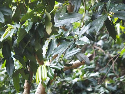 Diospyros blancoi, photographed by 葉子