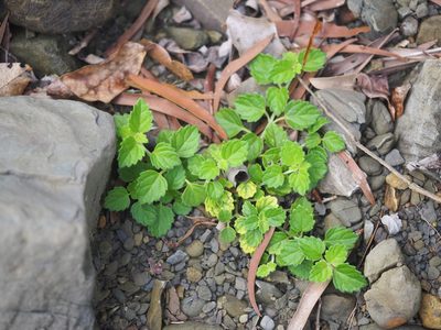 Leucas chinensis, photographed by 葉子