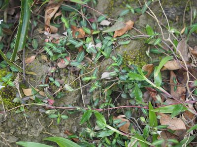 Lepidagathis stenophylla, photographed by 葉子
