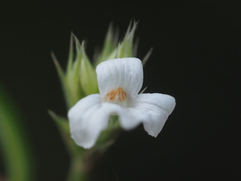 Lepidagathis stenophylla, photographed by 葉子
