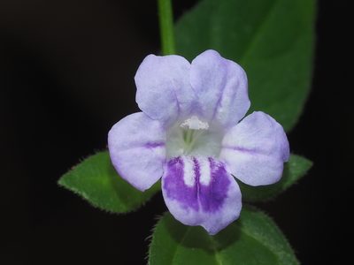 Ruellia repens, photographed by 葉子