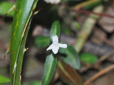 Lepidagathis stenophylla, photographed by 葉子