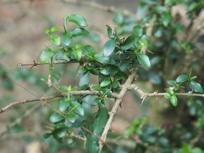 Gymnosporia diversifolia, photographed by 葉子