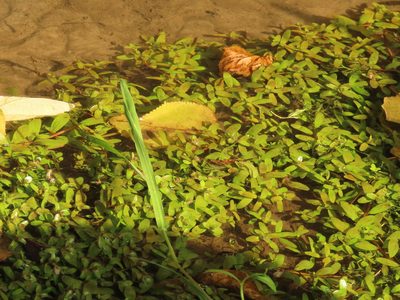 Rotala rotundifolia, photographed by chiuluan