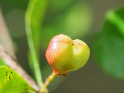 Gymnosporia diversifolia, photographed by 葉子
