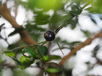 Atalantia buxifolia, photographed by 葉子