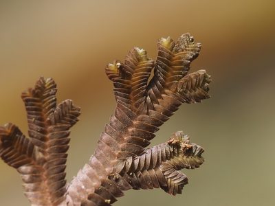 Selaginella repanda, photographed by 葉子