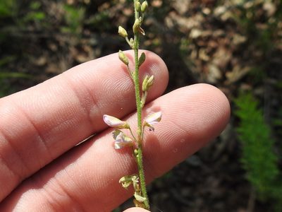 Desmodium sessilifolium, photographed by Sam Kieschnick
