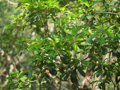 Pittosporum pentandrum, photographed by 葉子