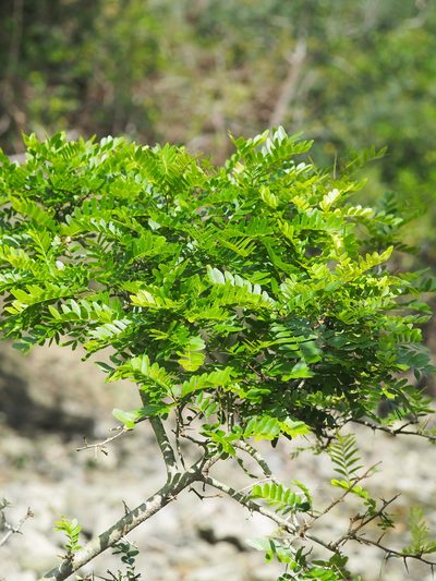 Gleditsia rolfei, photographed by 葉子