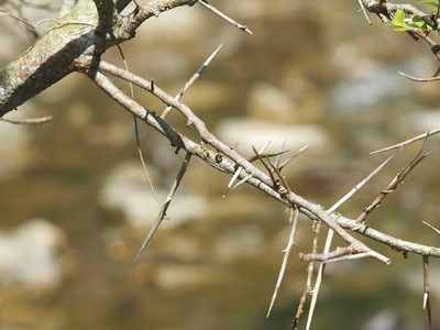 Gleditsia rolfei, photographed by 葉子