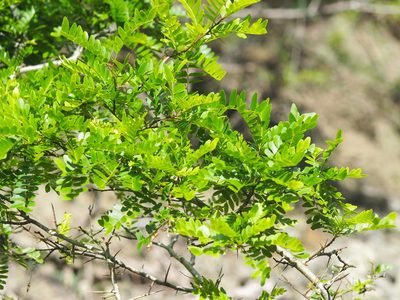 Gleditsia rolfei, photographed by 葉子
