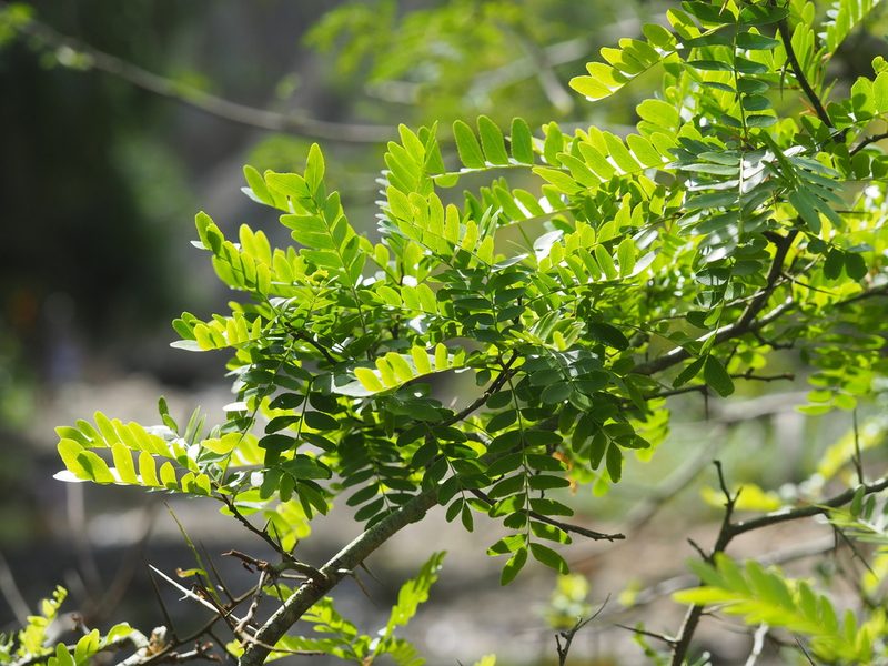 Gleditsia rolfei, photographed by 葉子