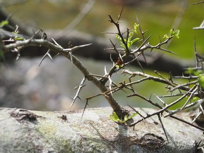 Gleditsia rolfei, photographed by 葉子