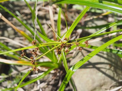 Scirpus ternatanus, photographed by 葉子